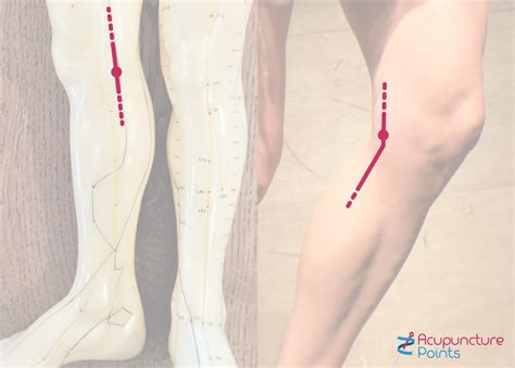 lv 8 acupuncture point|liver meridian 08 location.